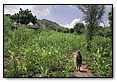 Millet boy