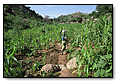 Millet woman