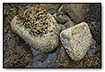 2 Rocks