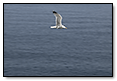 Seagull