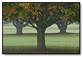 3 Trees