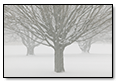3 Snow Trees