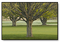 3 Spring Trees