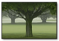 3 Trees