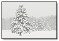 Snow trees