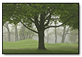 Spring Trees