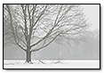 Trees in Snow