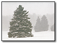 Snow Tree