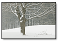Snow Tree