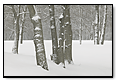 Snow Trees