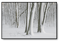 Snow Trees