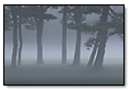 Trees Dusk