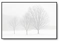Trees in Snow