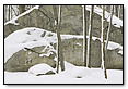Winter Woods