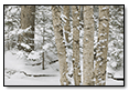 Winter Woods