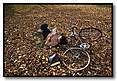 Fall Leaves