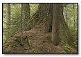 Forest Detail