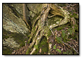 Tree Roots