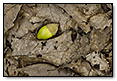 Acorn