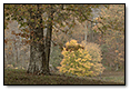 Fall