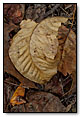 Fall leaves