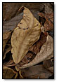 Fall leaves