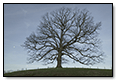 Oak