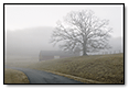 Fog