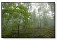 Forest fog