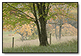 Fall