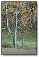 Fall