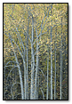 Fall