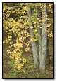 Fall