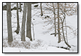 Snow trees