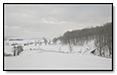 Snow trees
