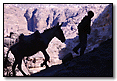 Boy & Donkey