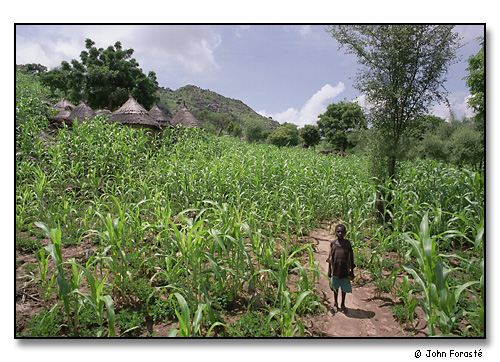 Millet and boy, Mora, Cameroon, Africa
