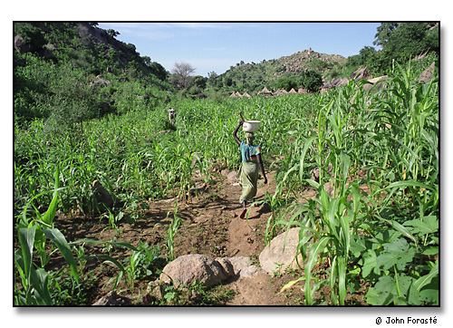 Millet and woman, Mora, Cameroon, Africa