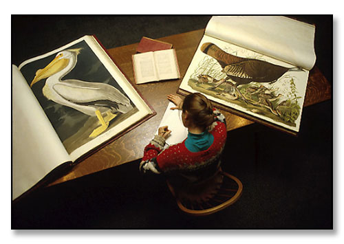 Student with two volumes from an elephant folio edition of John James Audubon's Birds of America. <br>Special Collections, John Hay Library, Brown University, Providence, Rhode Island. October 1987.