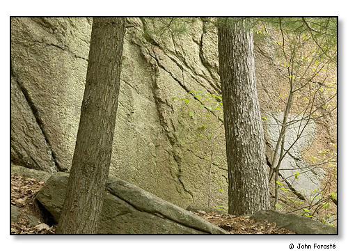 Forest detail.