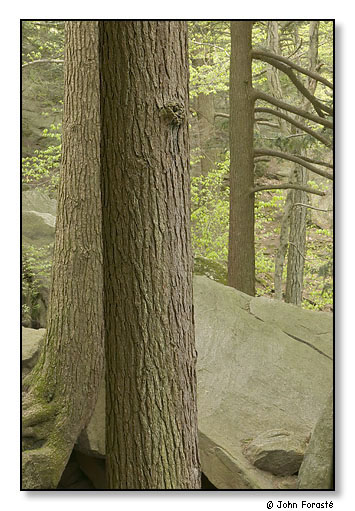 Purgatory Chasm. Forest detail
