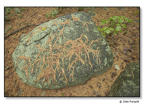 Pine needles on rock.