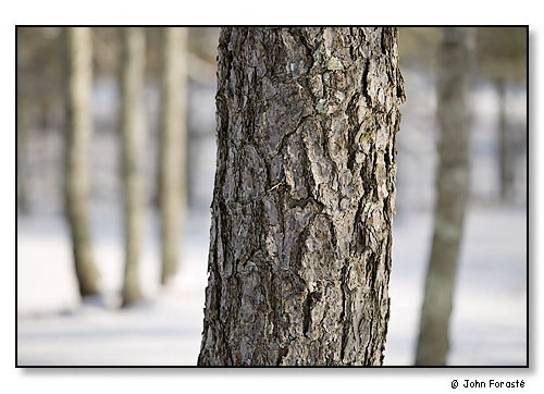 Winter woods.