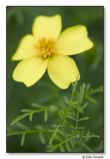 Tiny yellow flower. Monhegan Island, Maine. July 2004.