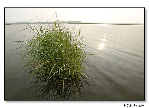 Summer morning. June 2007.