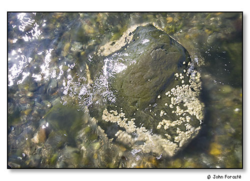 Rock in surf. October 2005