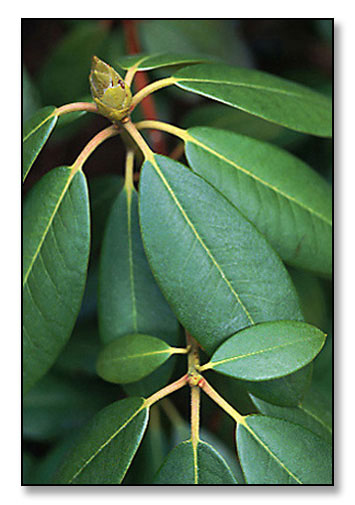 Rhododendron in spring