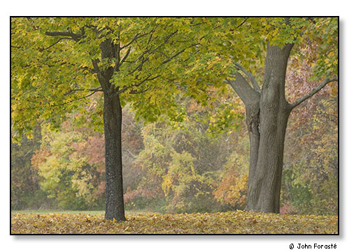 Two friends in fall. November 2008.