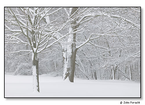 Two friends in snow. December 2008.