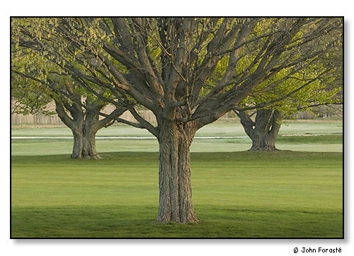 3 Spring Trees. May 2006.
